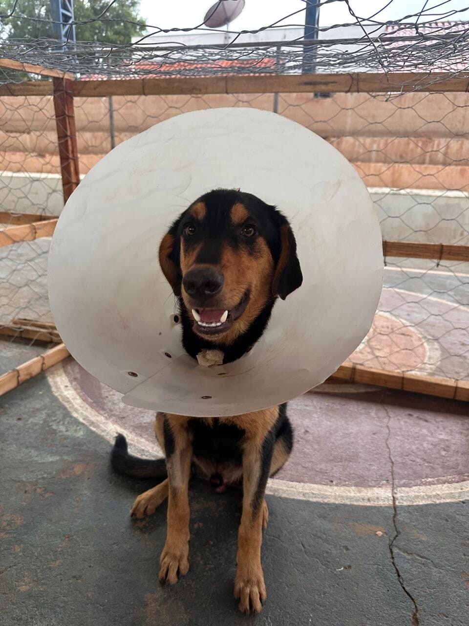 cachorros 01.jpg